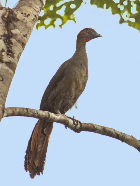 File:Ortalis motmot - Little Chachalaca; Presidente Figueiredo, Amazonas, Brazil.jpg