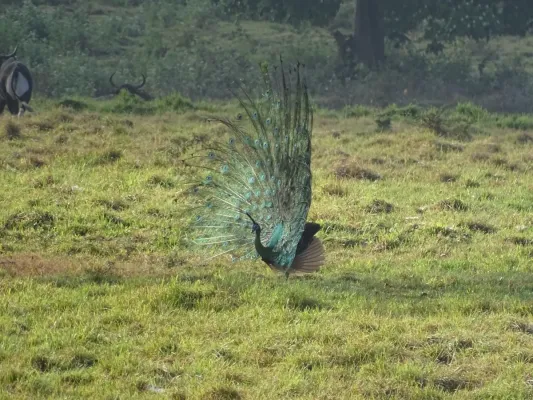 File:Pavo muticus 103486997.jpg
