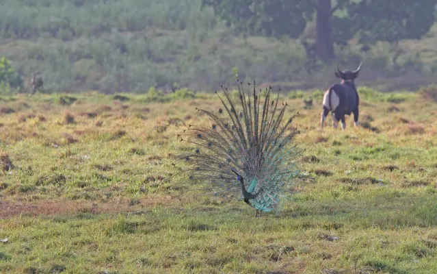 File:Pavo muticus 103488837.jpg