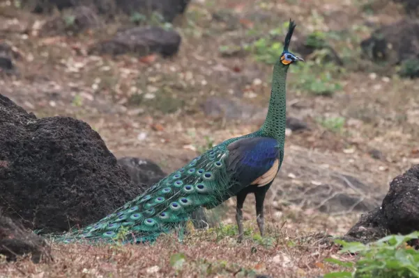 File:Pavo muticus 71308373.jpg