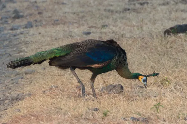 File:Pavo muticus 64412819.jpg
