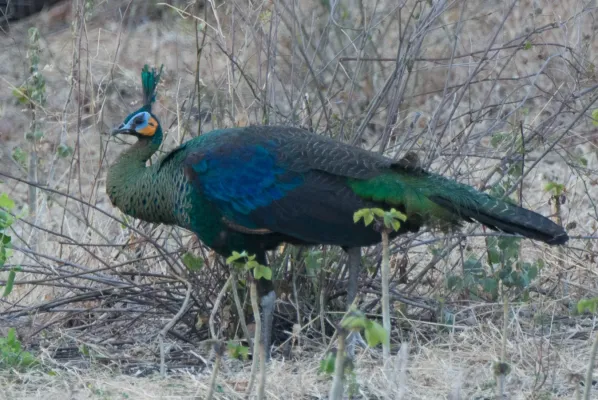 File:Pavo muticus 64412825.jpg