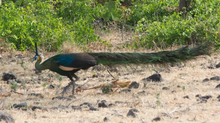 File:Pavo muticus 64412719.jpg