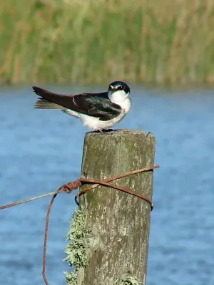 File:Tachycineta leucorrhoa.jpg