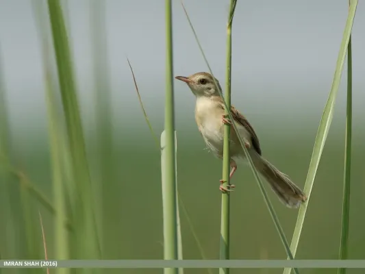 File:Rufous-fronted Prinia (Prinia buchanani) (32291398400).jpg