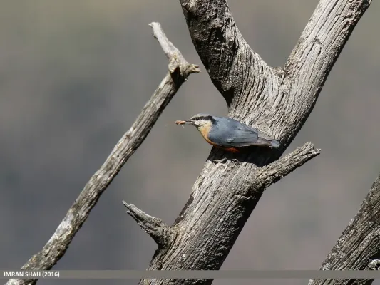 File:Kashmir Nuthatch (Sitta cashmirensis) (32078016961).jpg