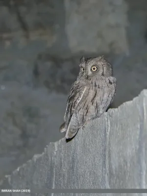 File:Pallid Scops-owl (Otus brucei) (51365558263).jpg