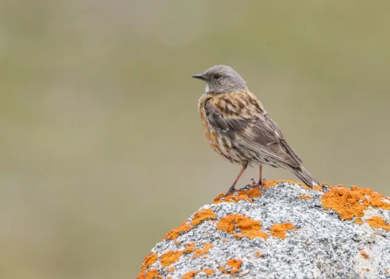 File:Altai Accentor (Prunella himalayana) (51328267640).jpg