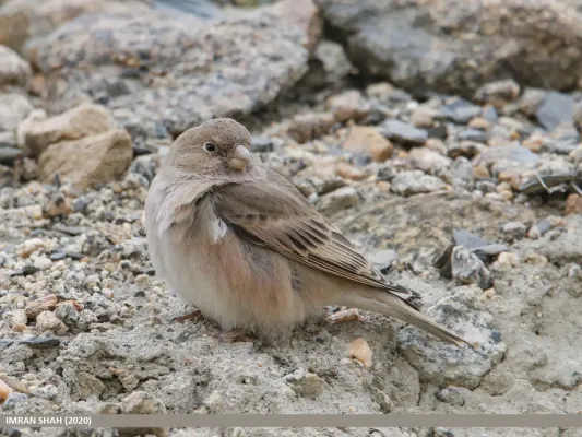 File:Mongolian Finch (Bucanetes mongolicus) (51335300158).jpg