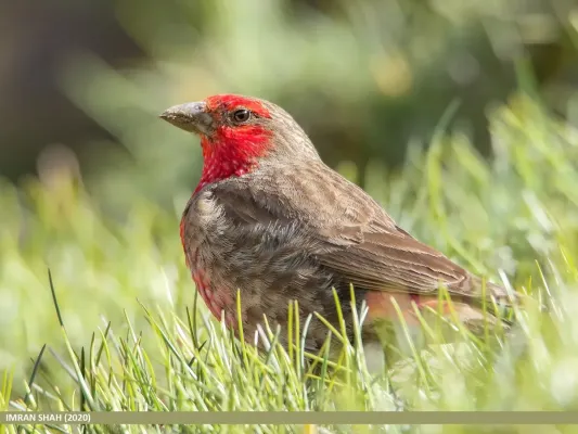 File:Red-fronted Rosefinch (Carpodacus puniceus) (51339743511).jpg