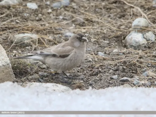 File:Brandt's Mountain Finch (Leucosticte brandti) (51209632258).jpg