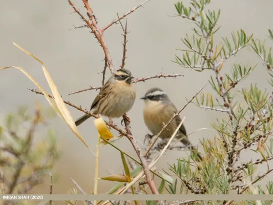 File:Black-throated Accentor (Prunella atrogularis) & Brown Accentor (Prunella fulvescens) (51209441766).jpg