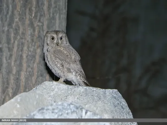 File:Pallid Scops-owl (Otus brucei) (51194598379).jpg