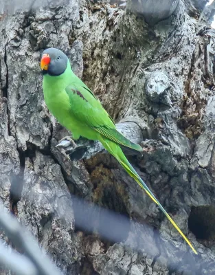 File:Slaty-headed Parakeet (Psittacula himalayana) (25819352801).jpg
