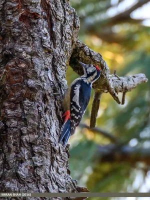 File:Himalayan Woodpecker (Dendrocopos himalayensis) (25722938151).jpg