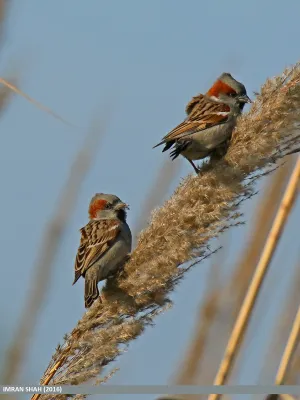 File:Sind Sparrow (Passer pyrrhonotus) (24815140783).jpg