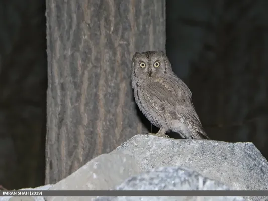 File:Pallid Scops-owl (Otus brucei) (49061084051).jpg