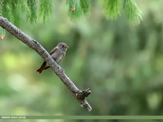 File:Dark-sided Flycatcher (Muscicapa sibirica) (49060609733).jpg