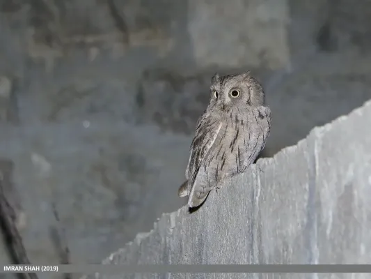 File:Pallid Scops-owl (Otus brucei) (49051537303).jpg