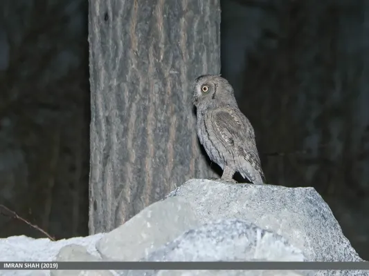 File:Pallid Scops-owl (Otus brucei) (48988701432).jpg