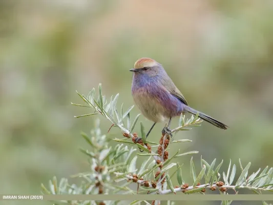 File:White-browed Tit Warbler (Leptopoecile sophiae) (49052258687).jpg