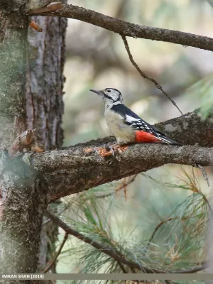 File:Himalayan Woodpecker (Dendrocopos himalayensis) (49279456187).jpg