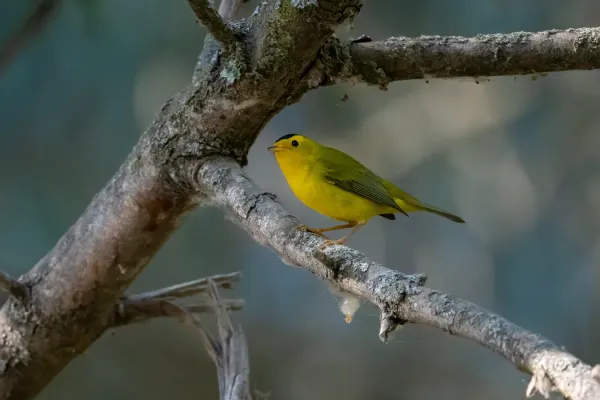 File:Cardellina pusilla 154444812.jpg