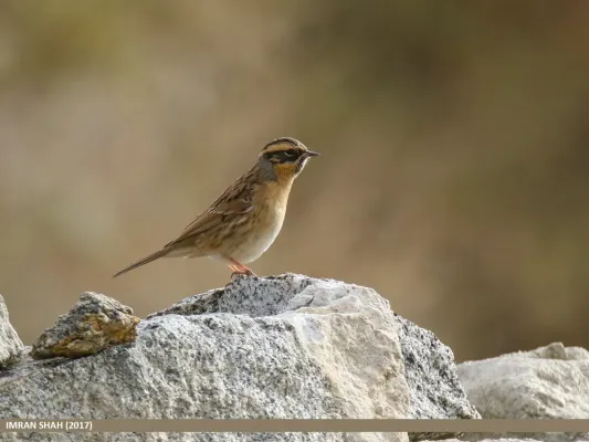 File:Black-throated Accentor (Prunella atrogularis) (42216334771).jpg