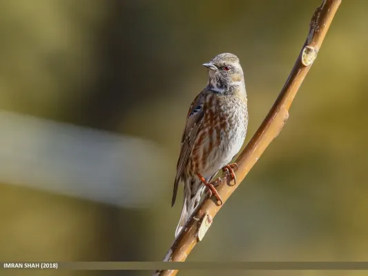 File:Altai Accentor (Prunella himalayana) (41069125634).jpg