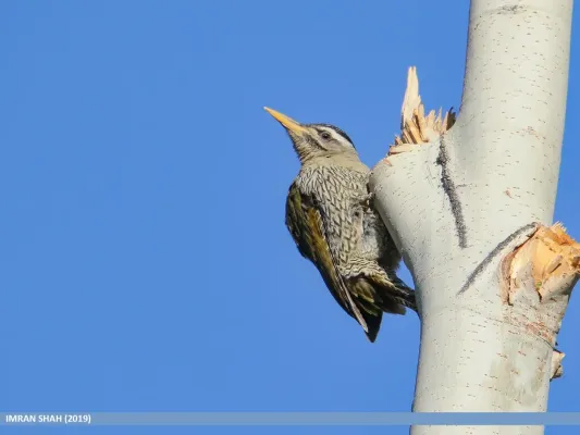 File:Scaly-bellied Woodpecker (Picus squamatus) (50433760496).jpg