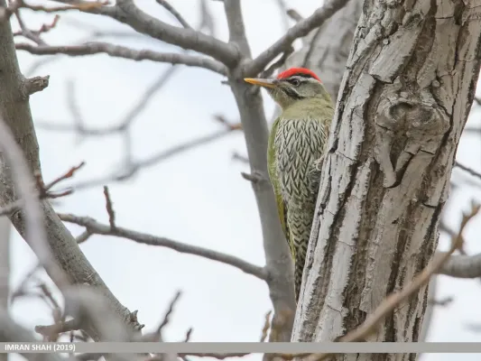 File:Scaly-bellied Woodpecker (Picus squamatus) (50405226628).jpg
