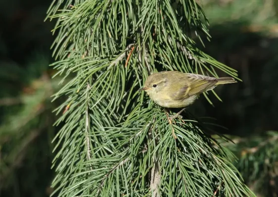 File:Brooks's Leaf Warbler (Phylloscopus subviridis) (50405230358).jpg