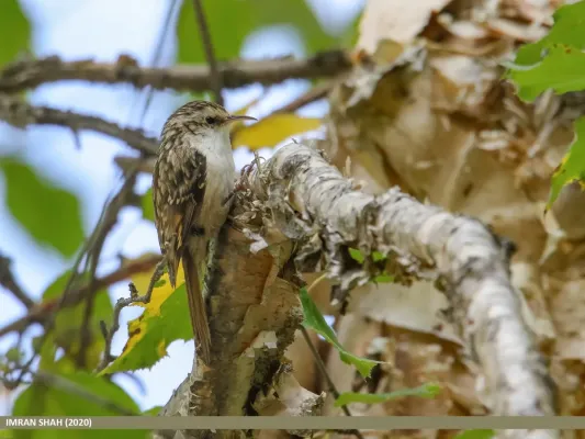File:Hodgson's Treecreeper (Certhia hodgsoni), Gilgit (50405938386).jpg