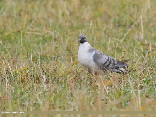 File:Snow Pigeon (Columba leuconota) (50129300271).jpg