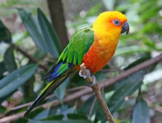 File:Jandaya Parakeet (Aratinga janday) RWD2.jpg