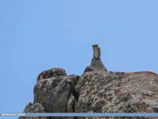 File:Himalayan Snowcock (Tetraogallus himalayensis) (50060761577).jpg