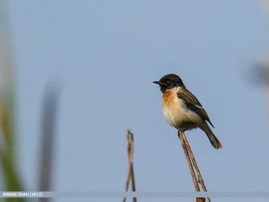 File:White-tailed Stonechat (Saxicola leucurus) (31882942824).jpg