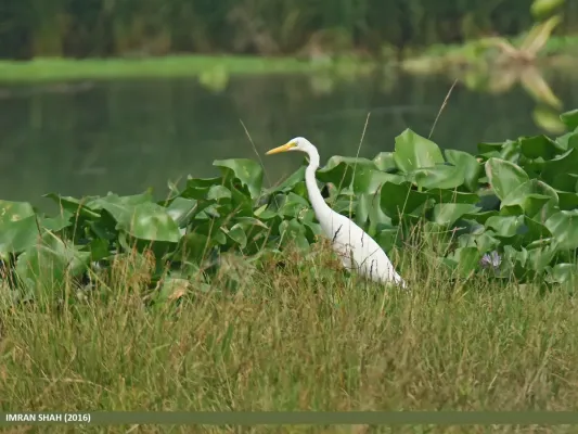 File:Intermediate Egret (Ardea intermedia) (31752388700).jpg