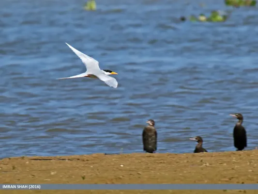 File:River Tern (Sterna aurantia) (30495266415).jpg
