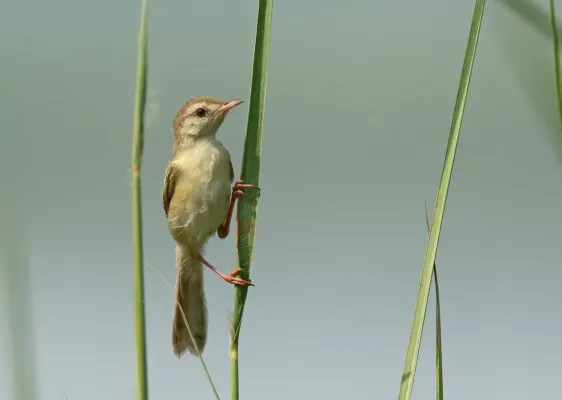 File:Rufous-fronted Prinia (Prinia buchanani) (30276693672).jpg