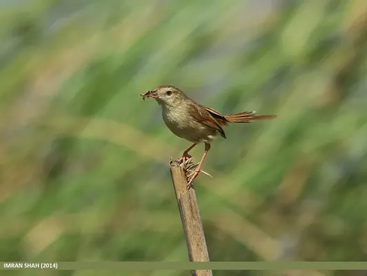 File:Rufous-fronted Prinia (Prinia buchanani) (15708005520).jpg