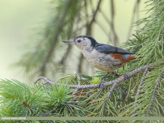 File:White-cheeked Nuthatch (Sitta leucopsis) (49811259247).jpg
