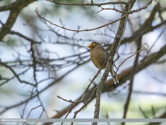 File:Spectacled Finch (Callacanthis burtoni) (49702041693).jpg
