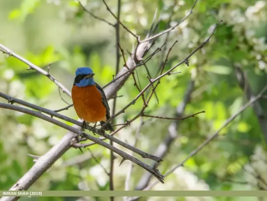 File:Blue-capped Rock-thrush (Monticola cinclorhyncha) (49702041788).jpg