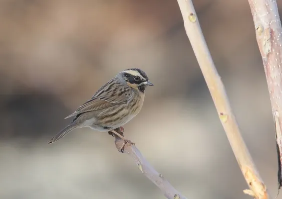 File:Black-throated Accentor (Prunella atrogularis) (49445696592).jpg