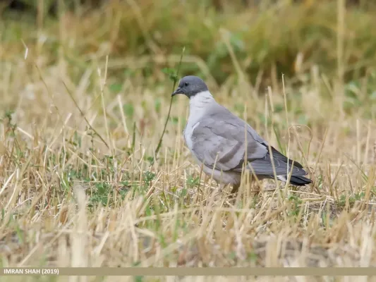File:Snow Pigeon (Columba leuconota) (49341114713).jpg