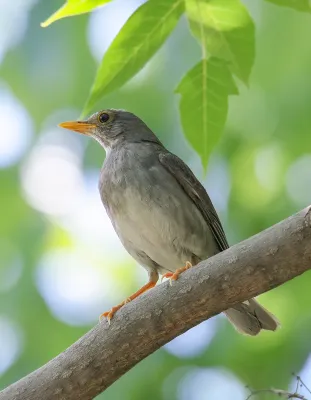 File:Tickell's Thrush (Turdus unicolor) (49341155213).jpg