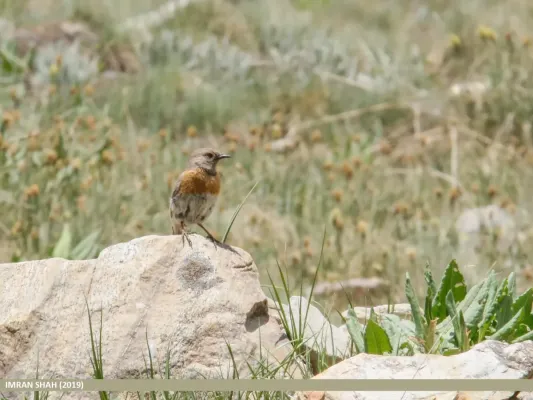 File:Robin Accentor (Prunella rubeculoides) (49304878573).jpg