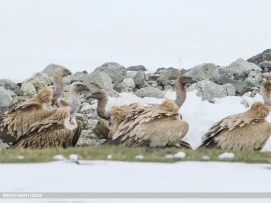File:Himalayan Griffon (Gyps himalayensis) (49250339912).jpg