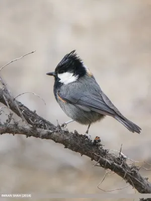 File:Rufous-naped Tit (Periparus rufonuchalis) (49185204456).jpg